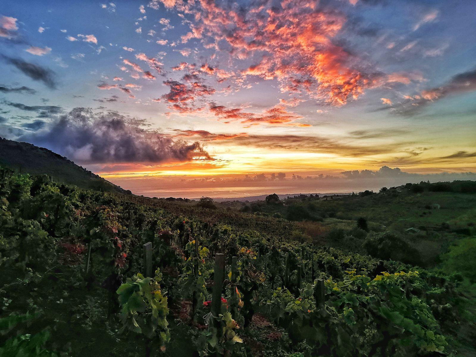 Image Credit: Winery Tasting Sicily