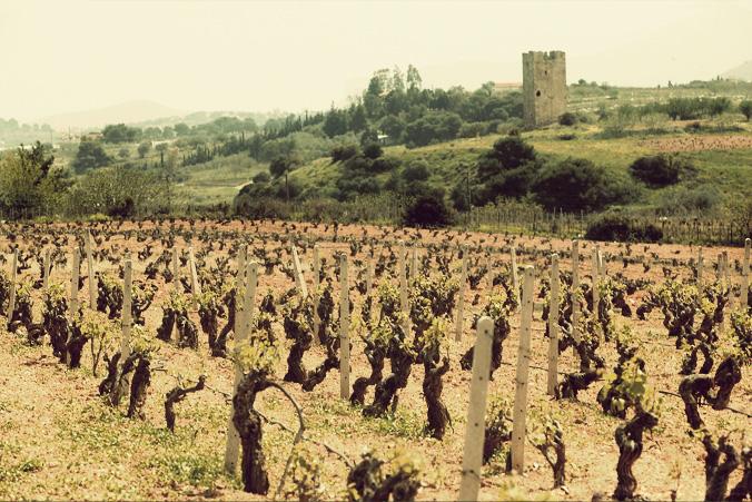 Image Credit: Winery Tasting Sicily